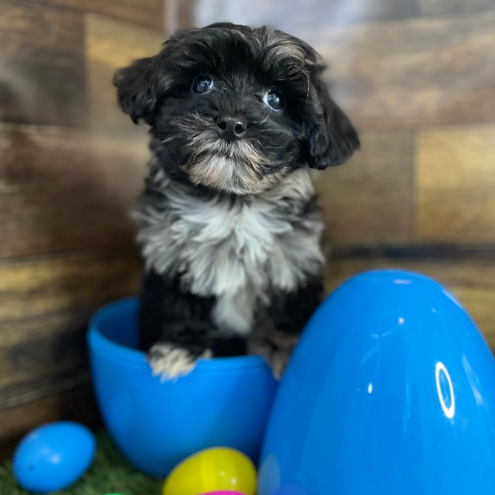 Male Havapoo Puppy for Sale in Braintree, MA
