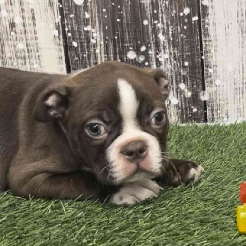 Boston Terrier For Sale Pet Express Saugus