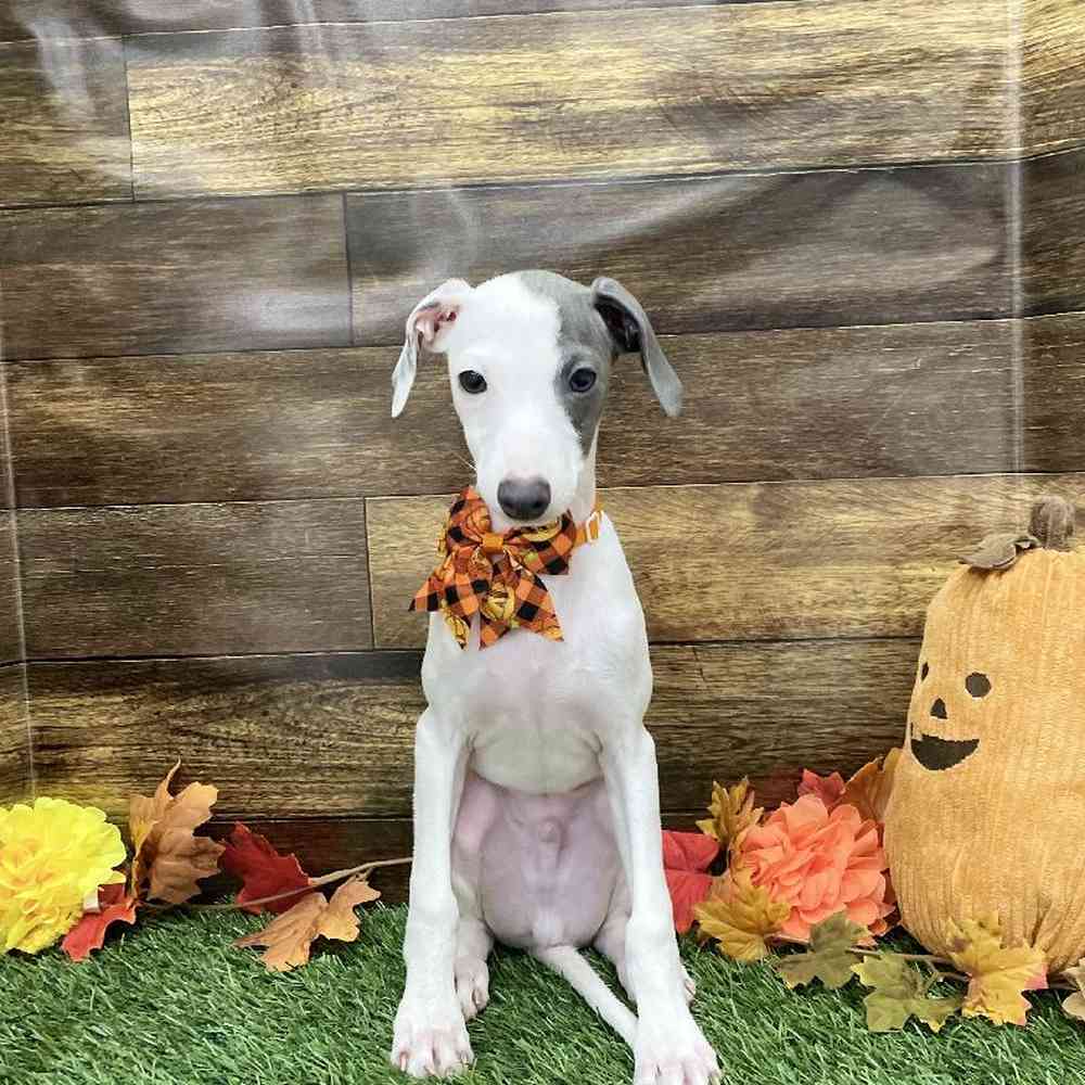 Male Italian Greyhound Puppy for Sale in Braintree, MA