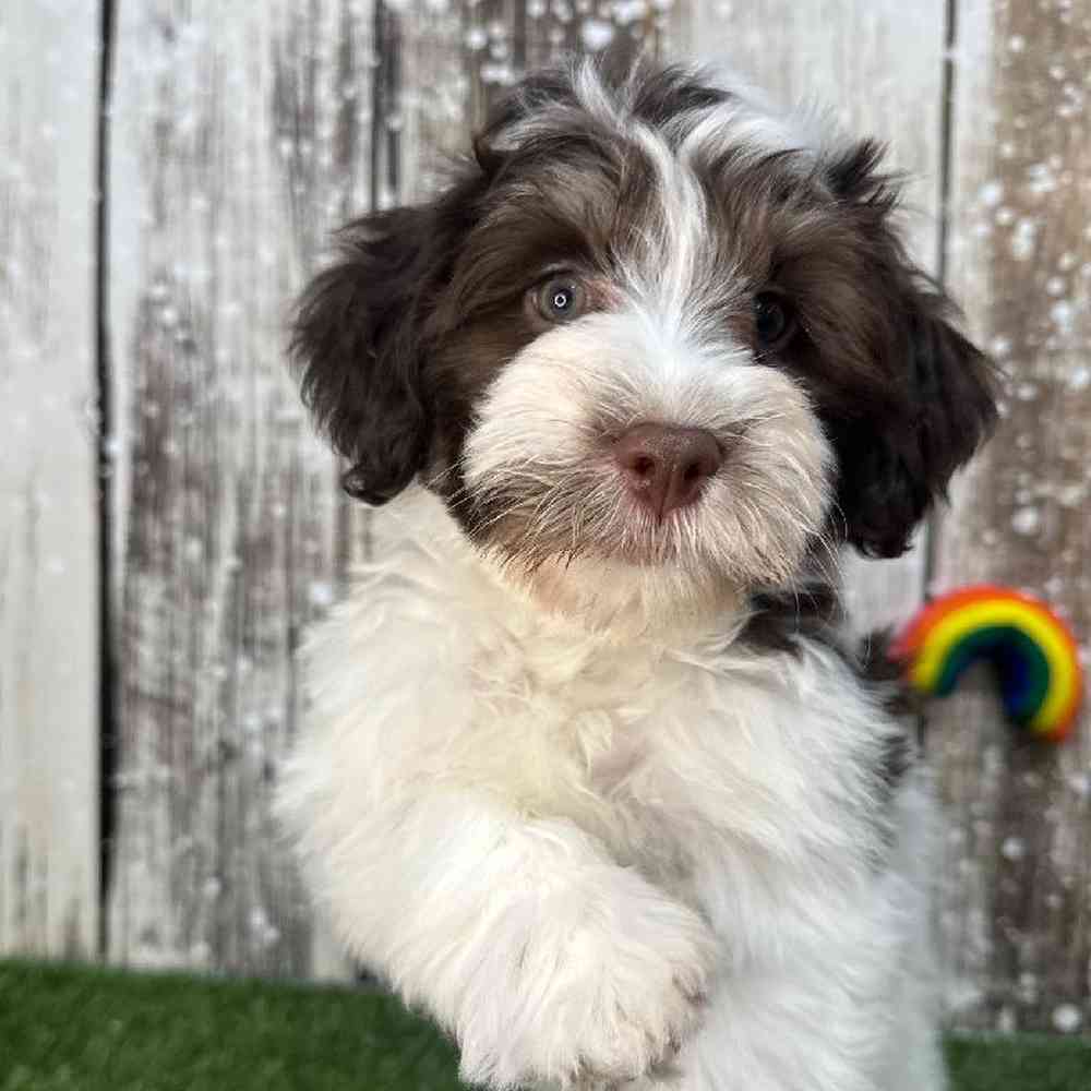 Male Havanese Puppy for Sale in Saugus, MA