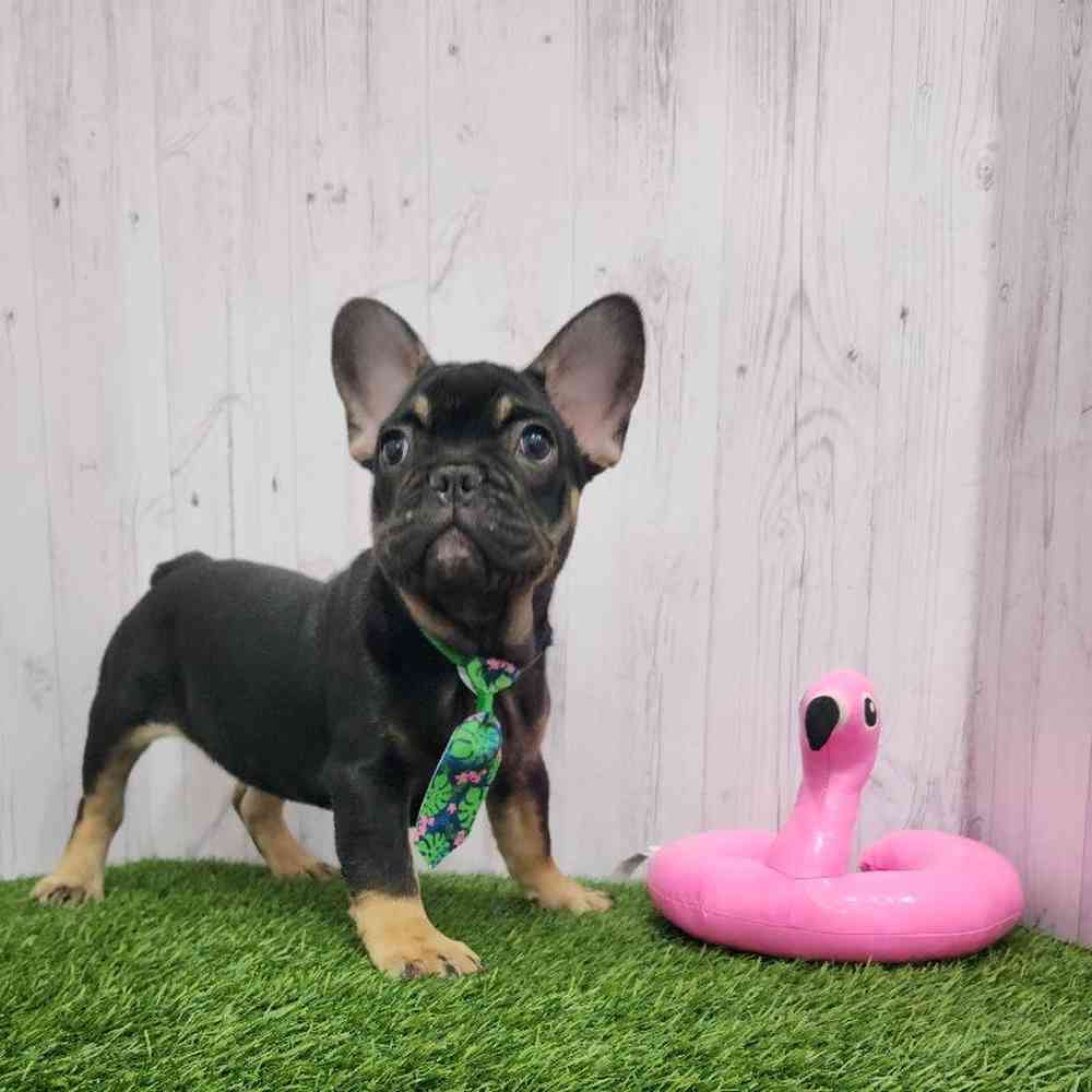 Male French Bulldog Puppy for Sale in Braintree, MA