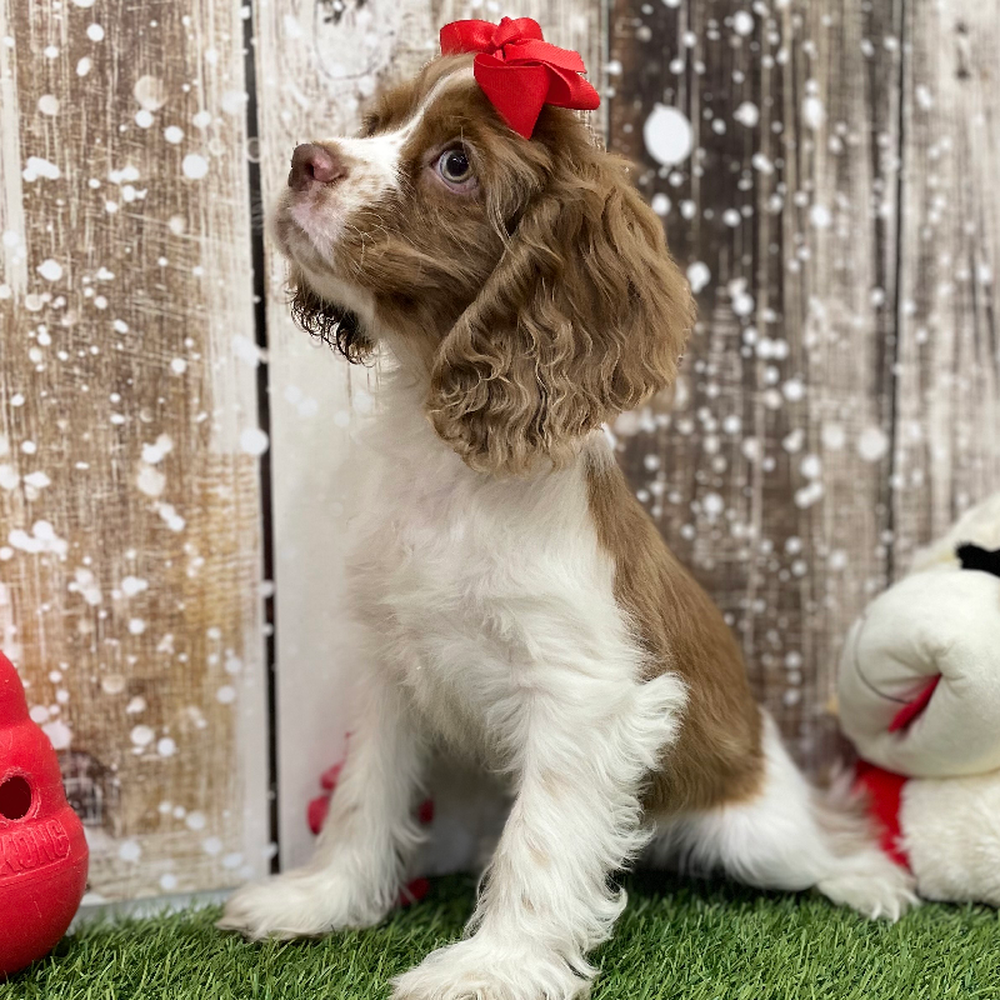 Female Cocker Spaniel Puppy for Sale in Braintree, MA