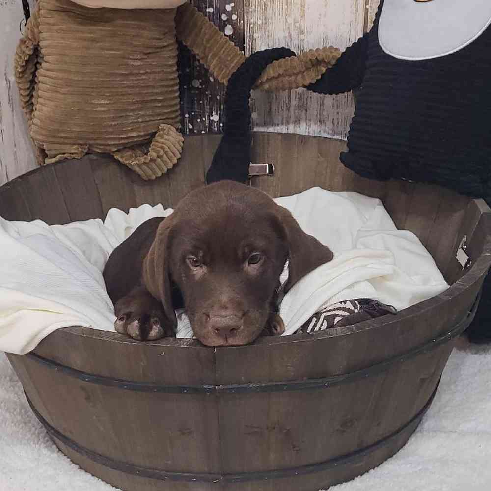 Male Labrador Retriever Puppy for Sale in Saugus, MA