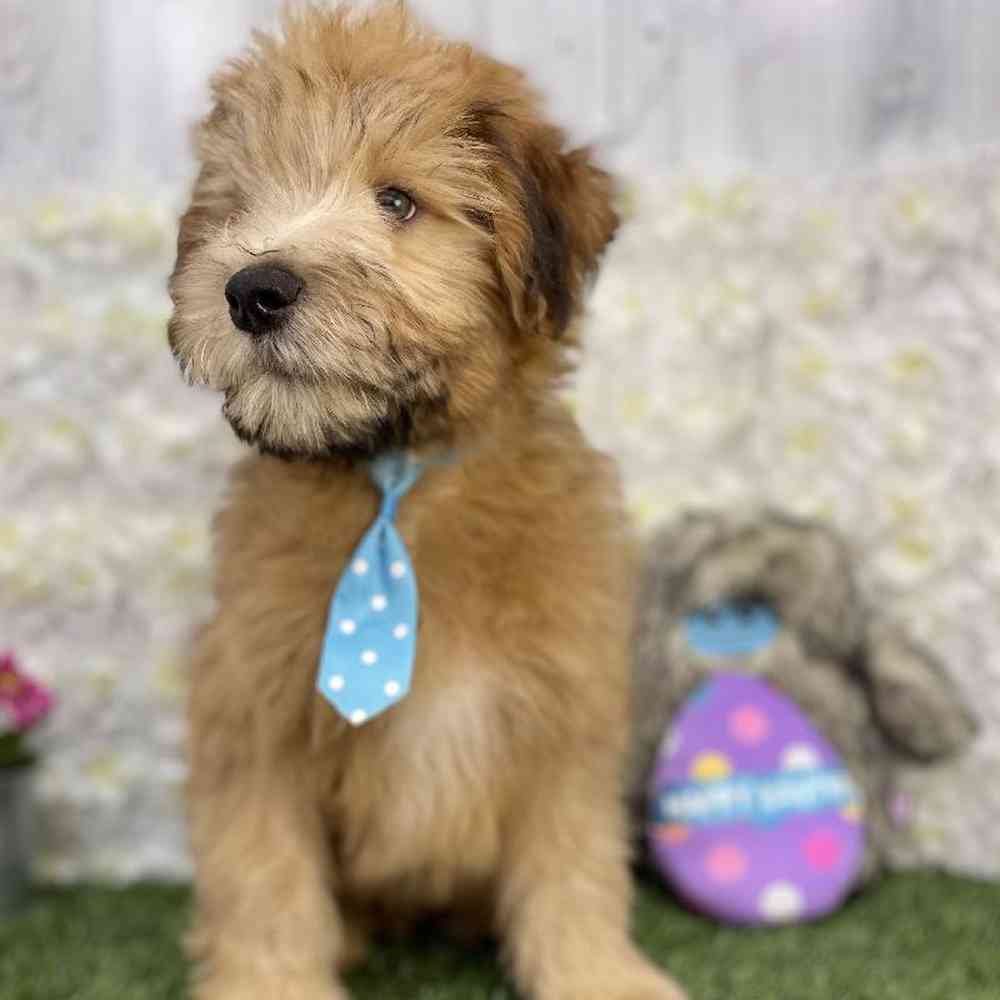 Male Soft Coated Wheaten Terrier Puppy for Sale in Braintree, MA