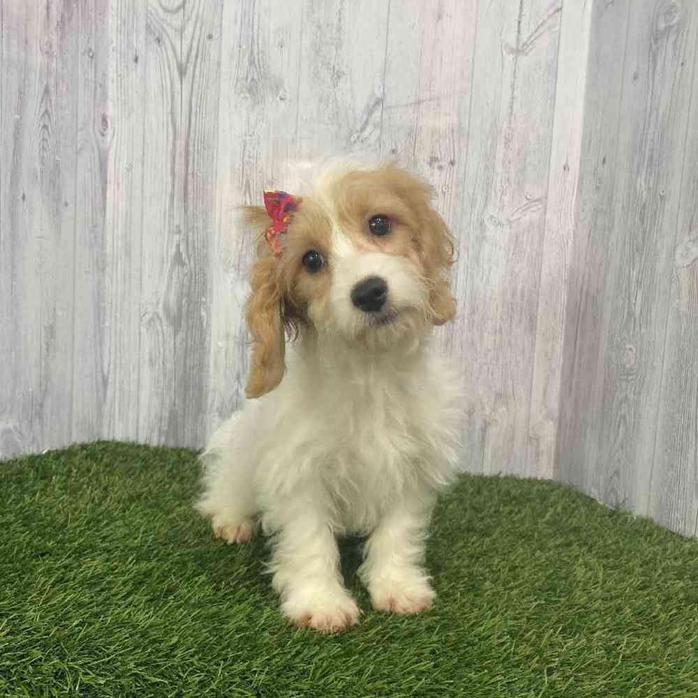 Female Cockapoo Puppy for Sale in Saugus, MA