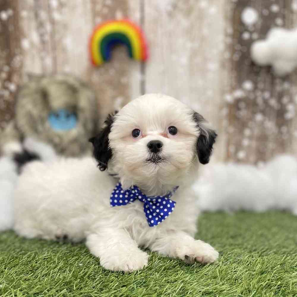 Male Shih-Poo Puppy for Sale in Braintree, MA