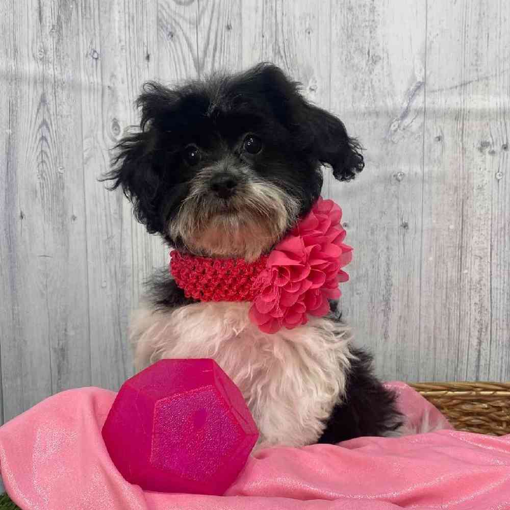 Female Shih-Poo Puppy for Sale in Saugus, MA