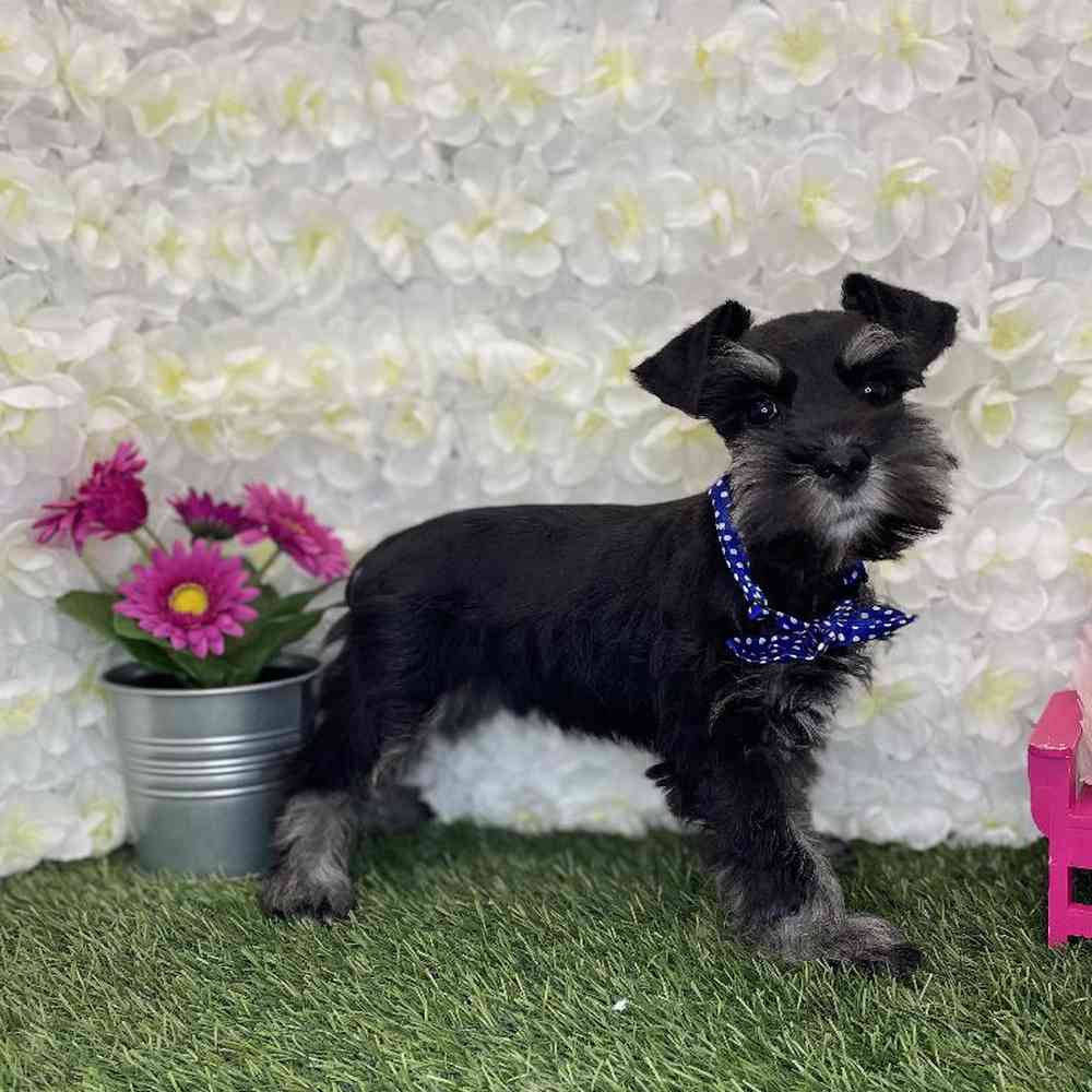 Male Miniature Schnauzer Puppy for Sale in Braintree, MA