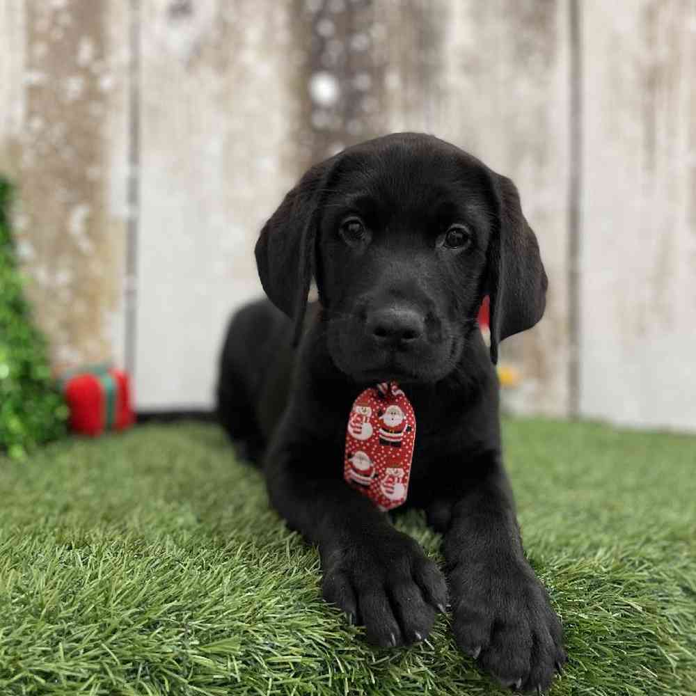 Male Labrador Retriever Puppy for Sale in Braintree, MA