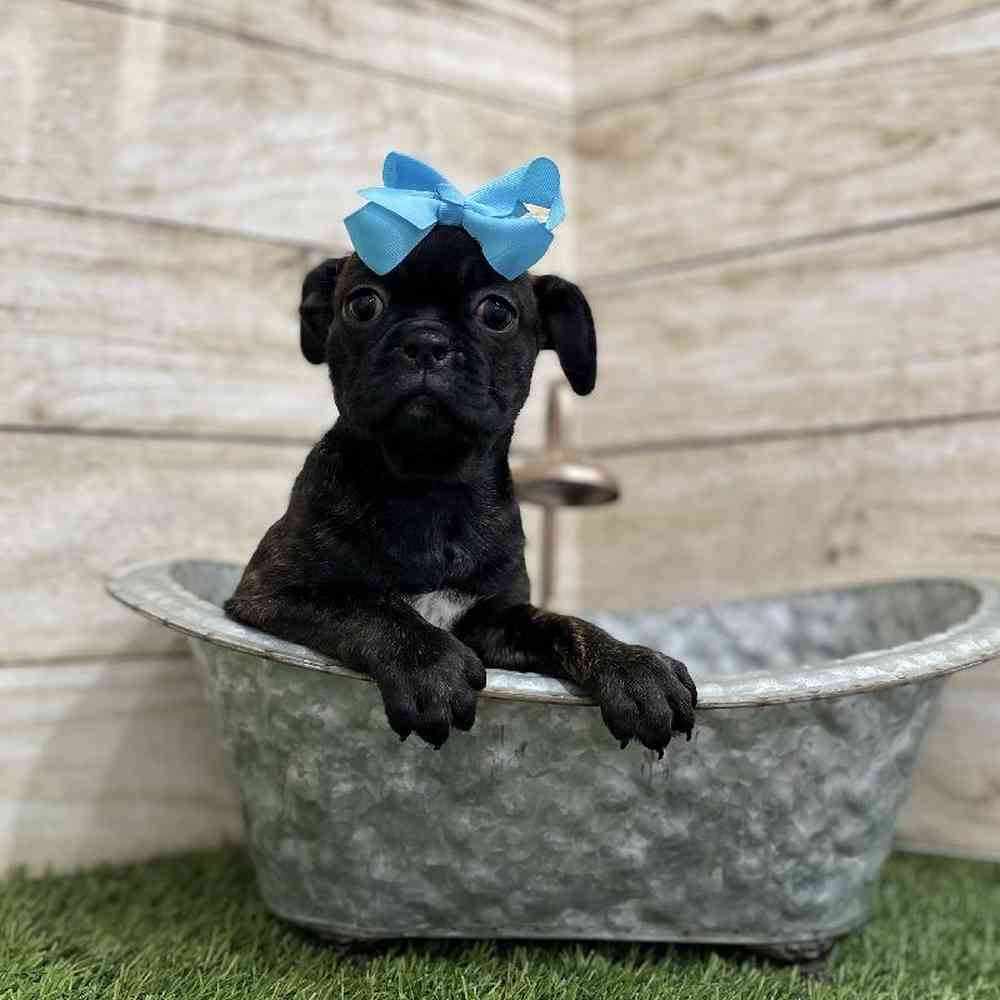 Female Bugg Puppy for Sale in Braintree, MA