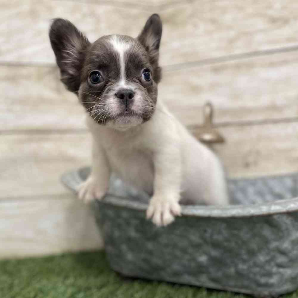 Male French Bulldog Puppy for Sale in Braintree, MA