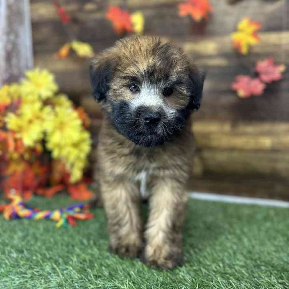 Male Soft Coated Wheaten Terrier Puppy for Sale in Saugus, MA