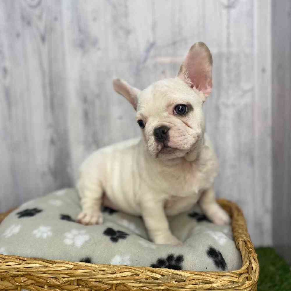 Male French Bulldog Puppy for Sale in Saugus, MA