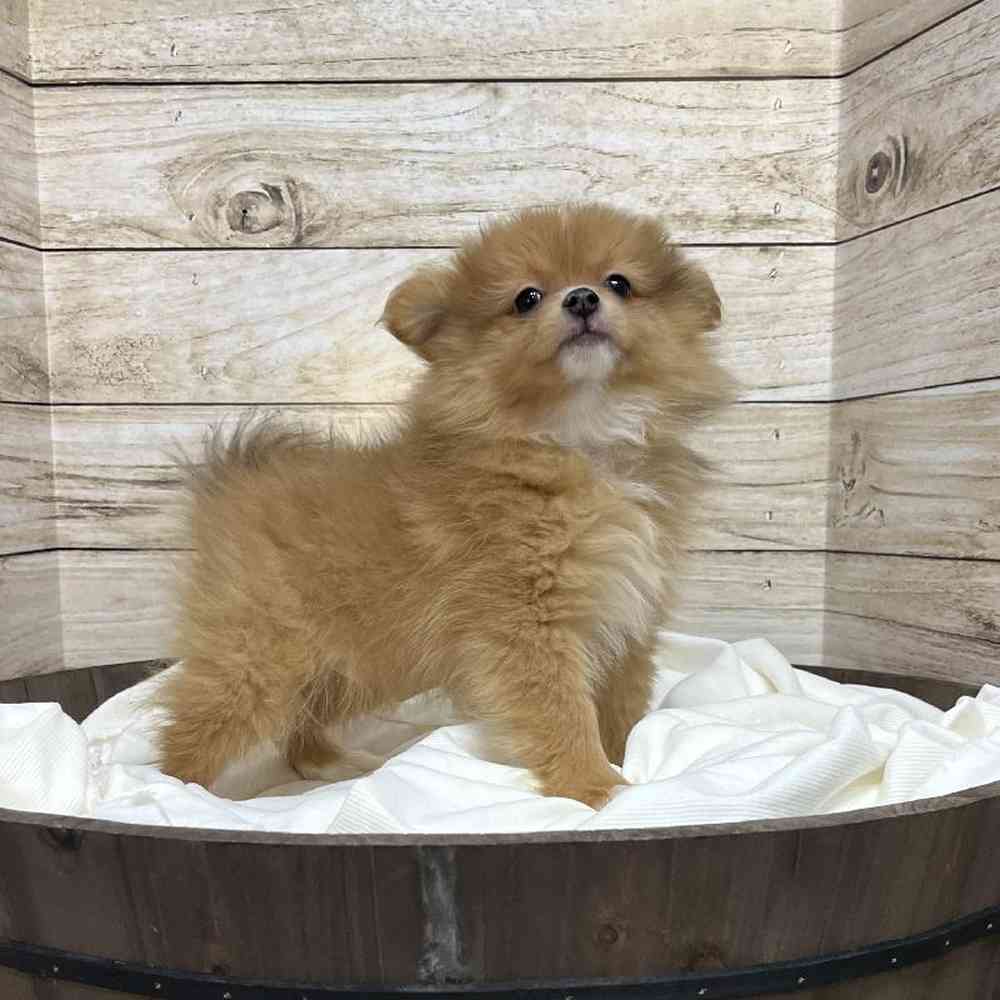 Male Pomeranian Puppy for Sale in Saugus, MA