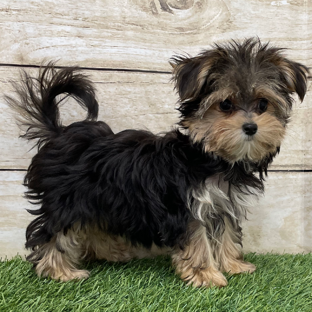 Female Morkie Puppy for Sale in Braintree, MA