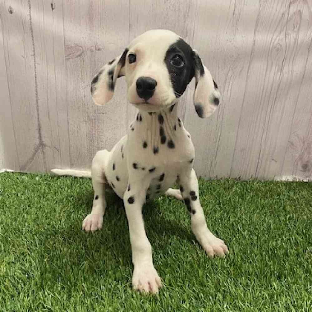 Male Dalmatian Puppy for Sale in Braintree, MA