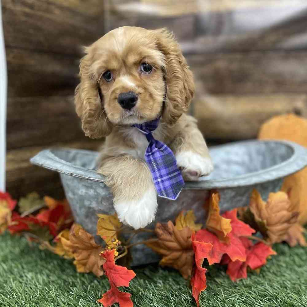 Male Cocker Spaniel Puppy for Sale in Braintree, MA