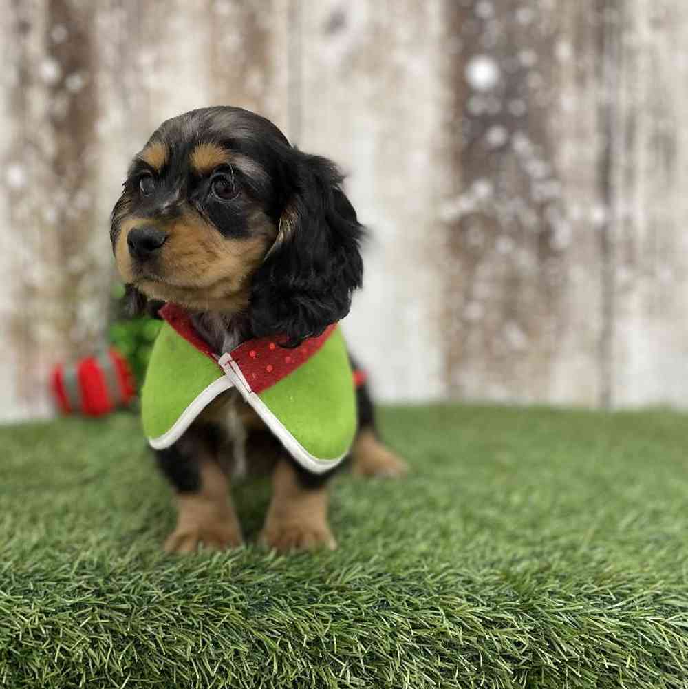 Female Docker Puppy for Sale in Braintree, MA