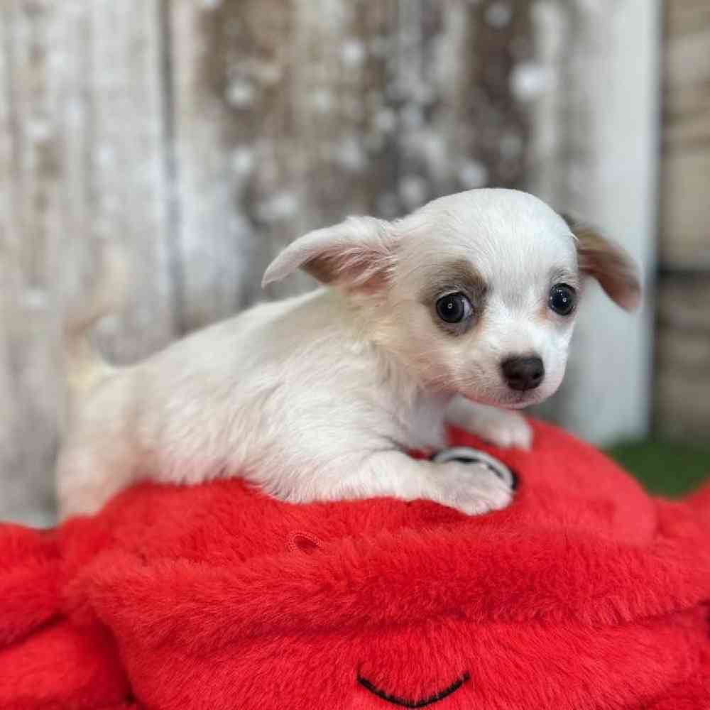 Female Chihuahua Puppy for Sale in Saugus, MA