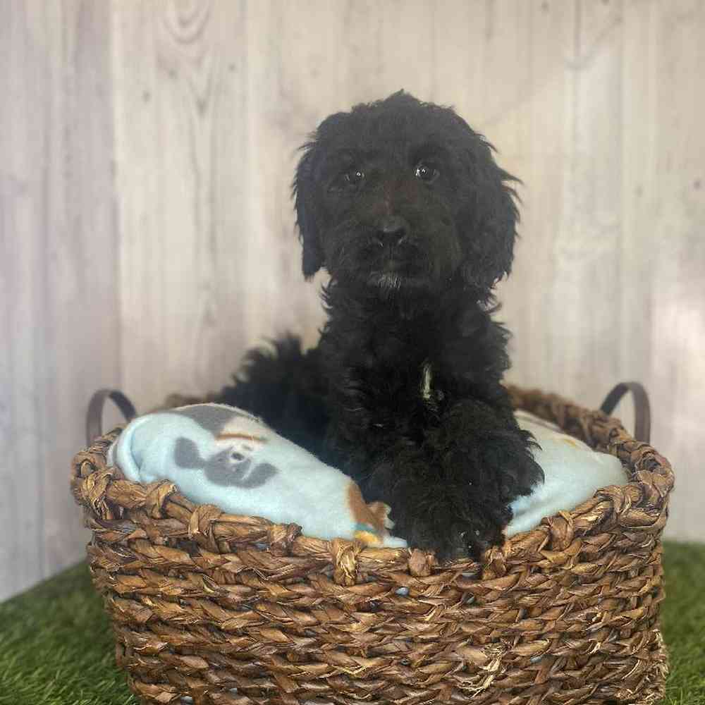 Female Moyen Goldendoodle Puppy for Sale in Saugus, MA