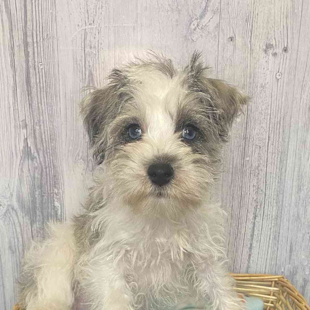 Female Miniature Schnauzer Puppy for Sale in Saugus, MA