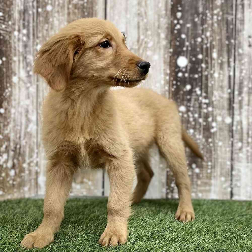 Female Golden Retriever Puppy for Sale in Braintree, MA