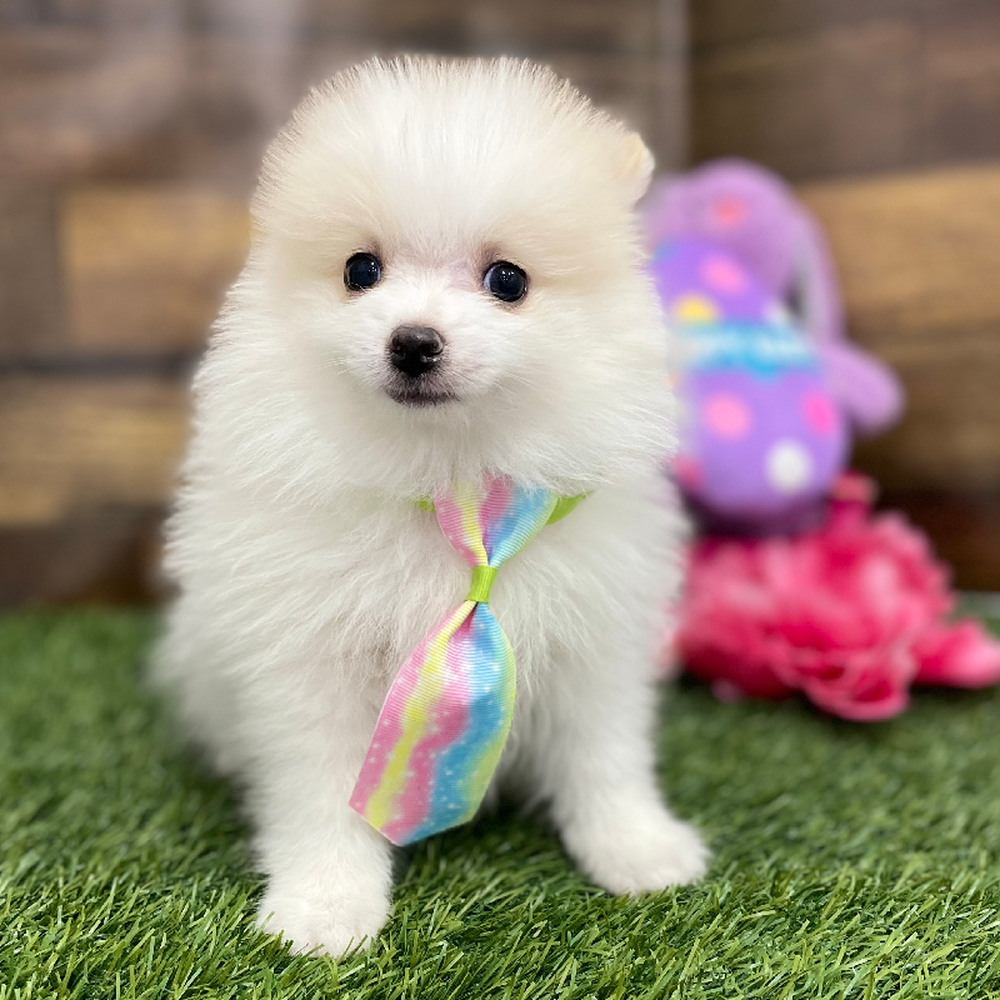 Male Pomeranian Puppy for Sale in Braintree, MA