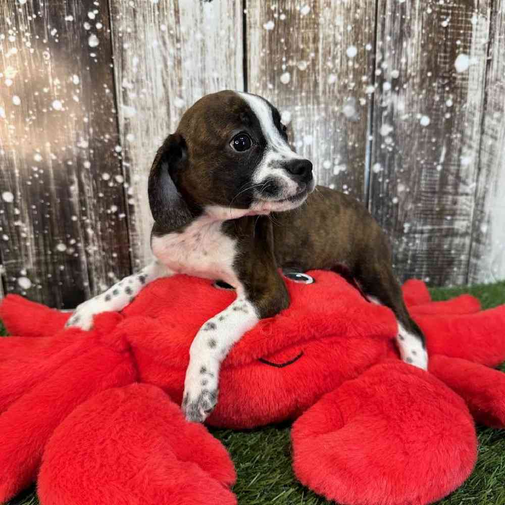 Male Boglen Terrier Puppy for Sale in Saugus, MA