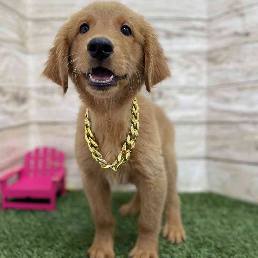 Male Golden Retriever Puppy for Sale in Braintree, MA