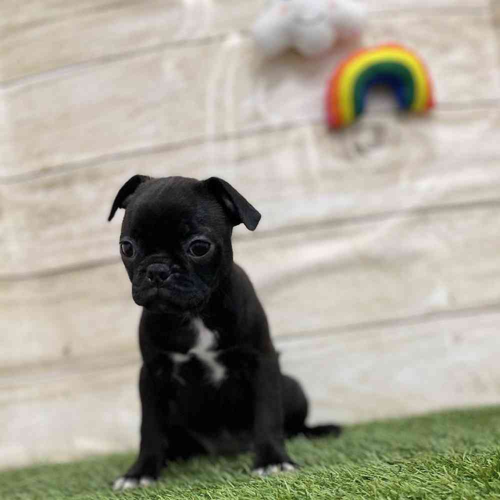 Female Bugg Puppy for Sale in Braintree, MA