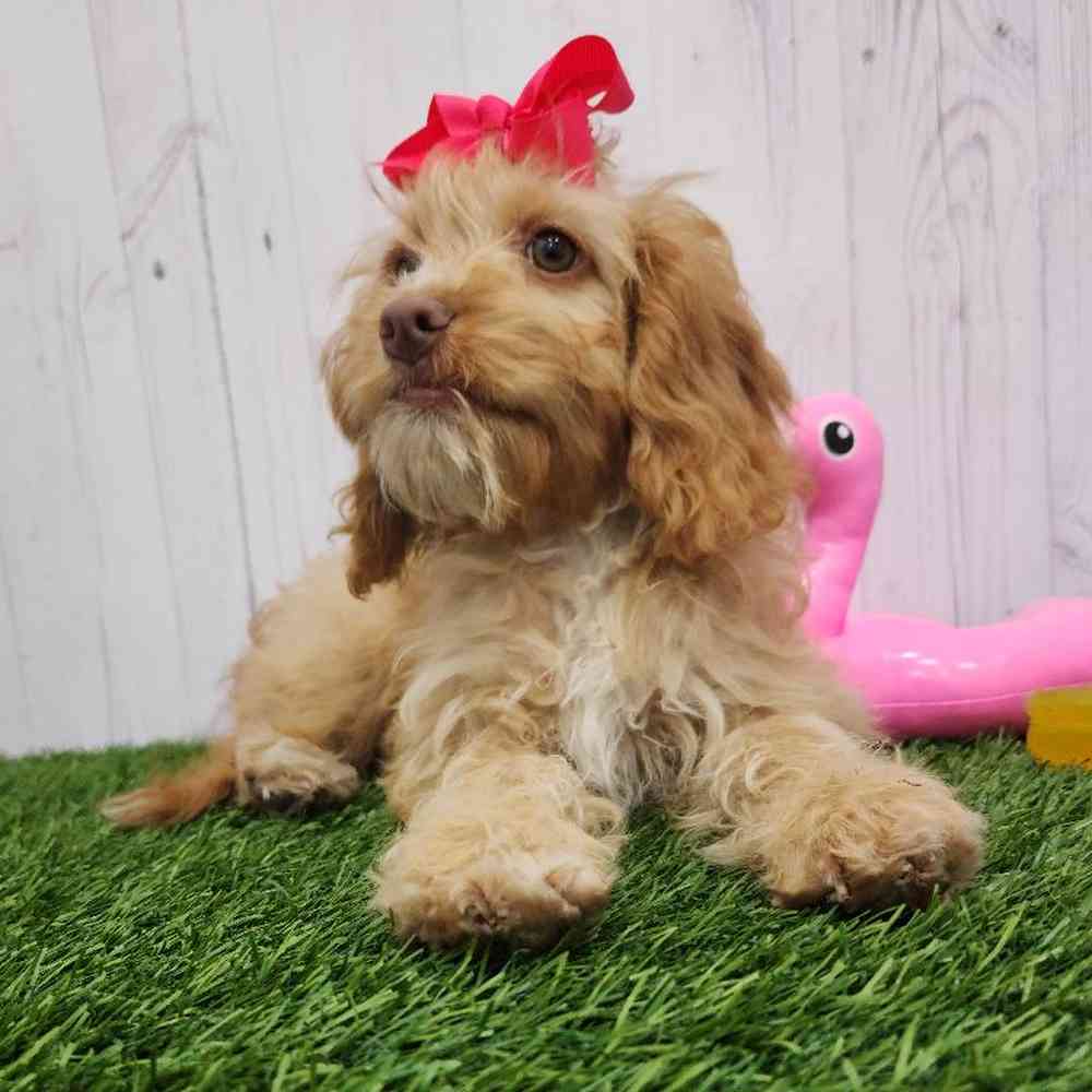 Female Cockapoo Puppy for Sale in Braintree, MA