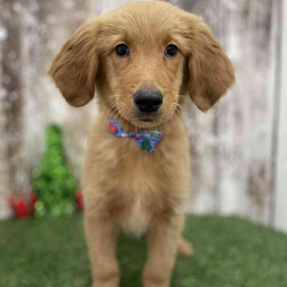 Male Golden Retriever Puppy for Sale in Braintree, MA