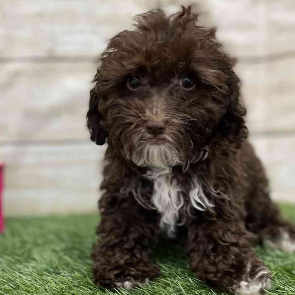 Male Cockapoo 2nd Gen Puppy for Sale in Braintree, MA