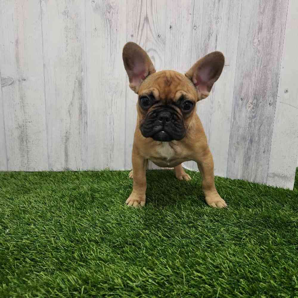 Female French Bulldog Puppy for Sale in Braintree, MA
