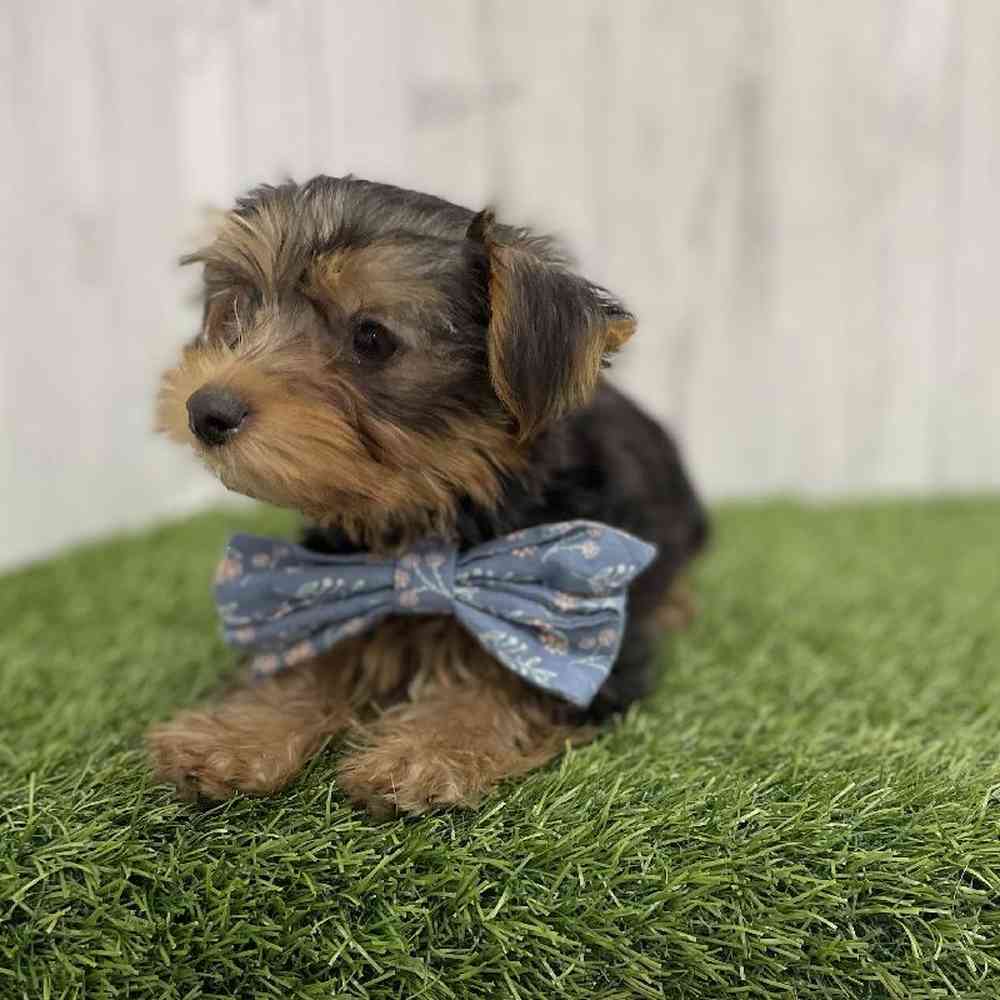 Male Yorkshire Terrier Puppy for Sale in Braintree, MA