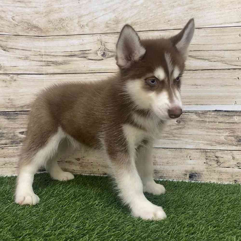 Male Huskimo Puppy for Sale in Saugus, MA