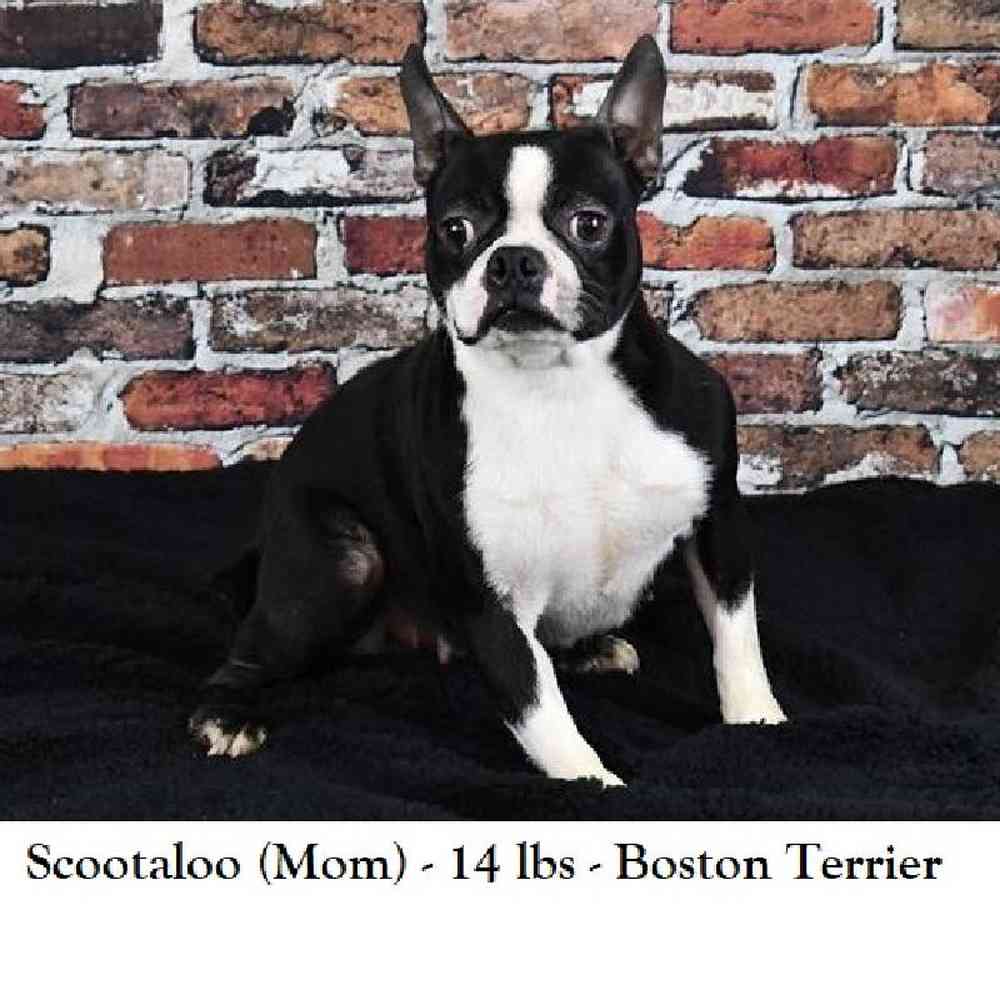 Female Bugg Puppy for Sale in Braintree, MA