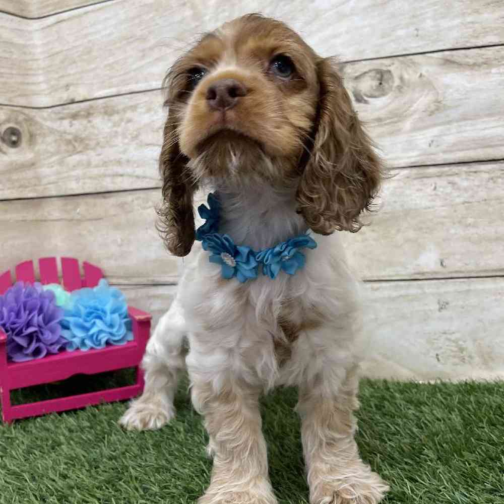 Female Cocker Spaniel Puppy for Sale in Braintree, MA