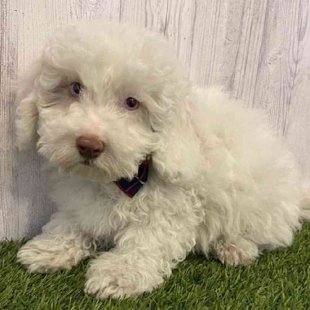 Male Cockapoo Puppy for Sale in Saugus, MA