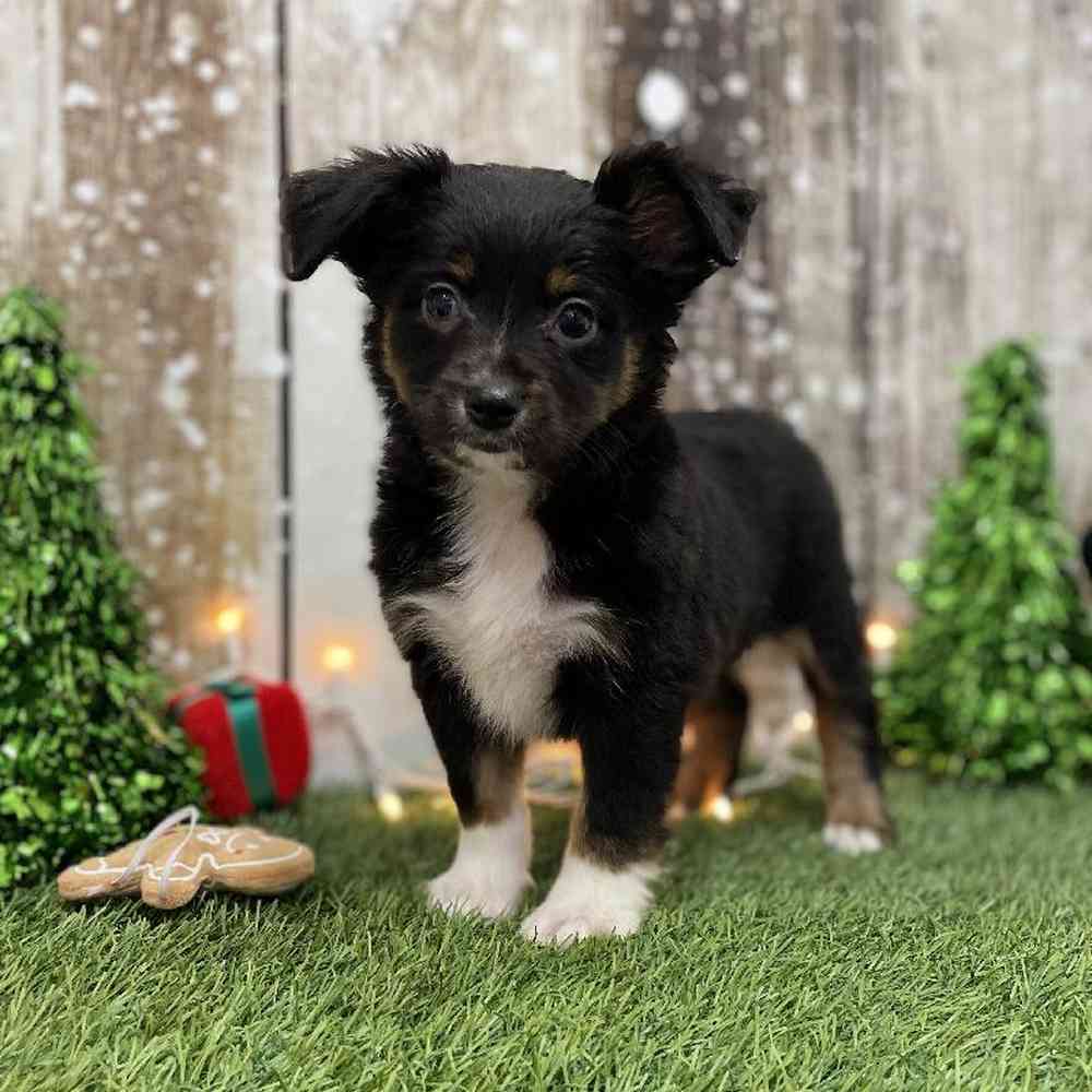 Female Miniature Australian Shepherd Puppy for Sale in Braintree, MA
