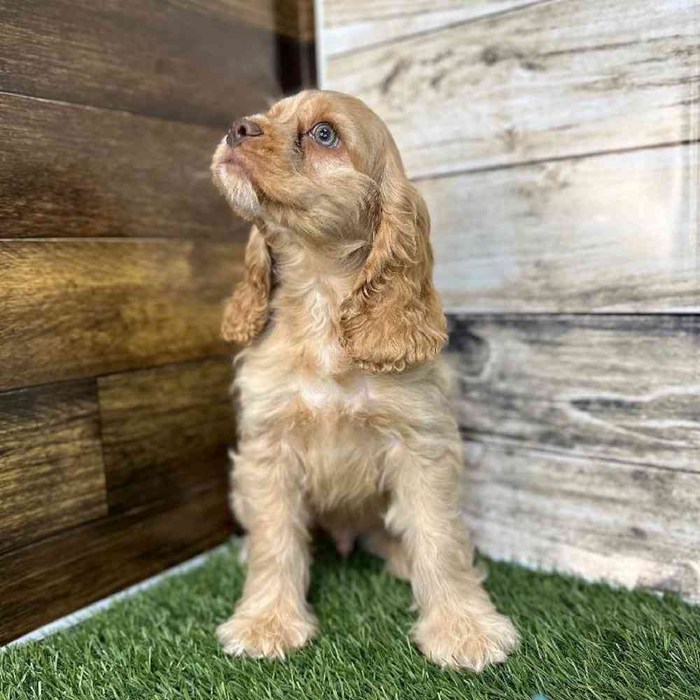 Male Cocker Spaniel Puppy for Sale in Saugus, MA