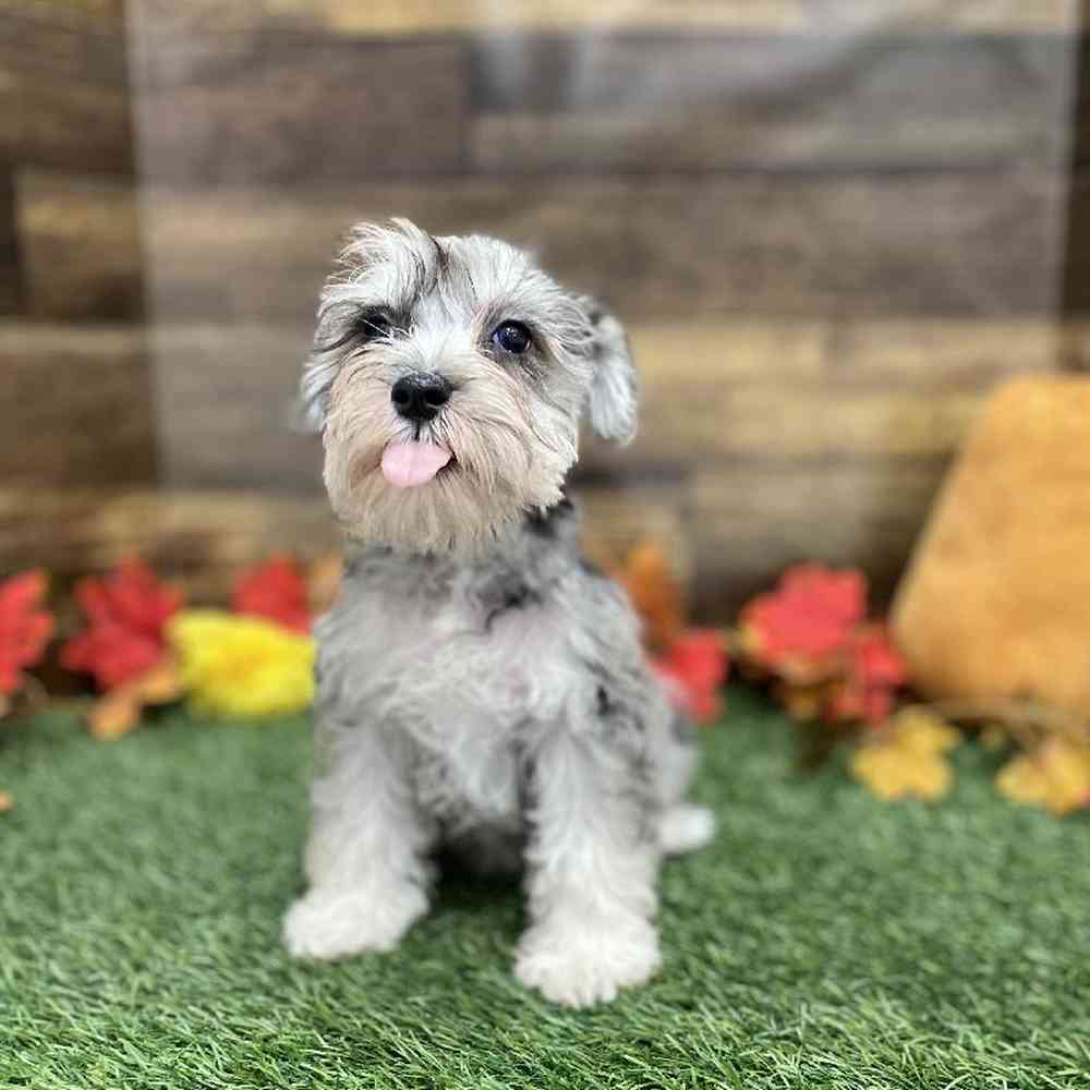 Male Miniature Schnauzer Puppy for Sale in Braintree, MA