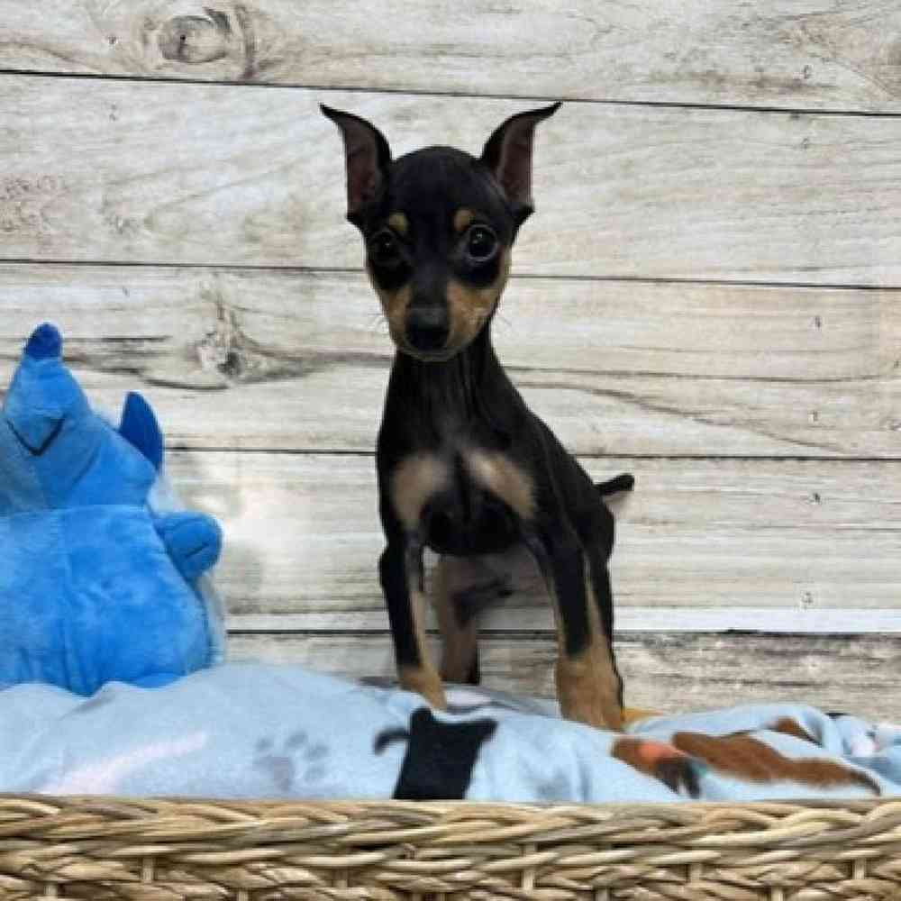 Male Miniature Pinscher Puppy for Sale in Saugus, MA