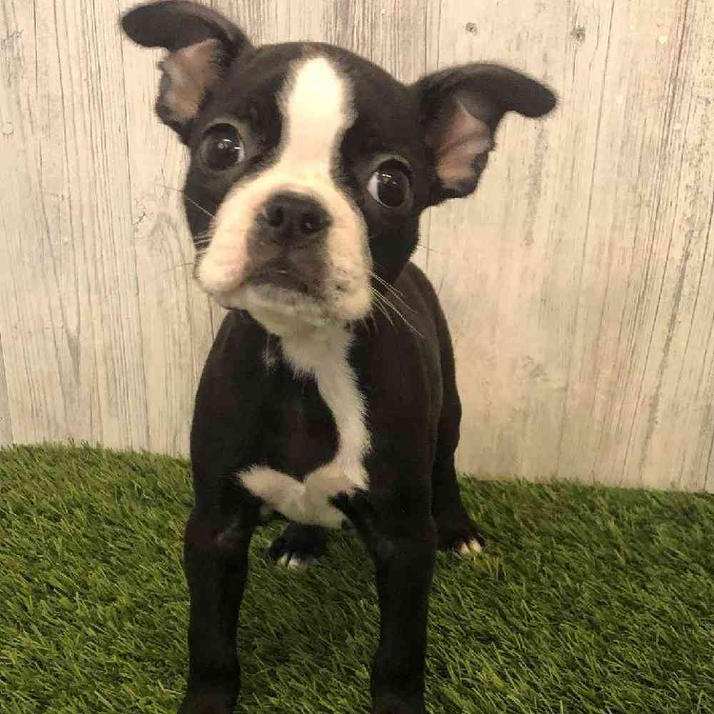 Female Boston Terrier Puppy for sale