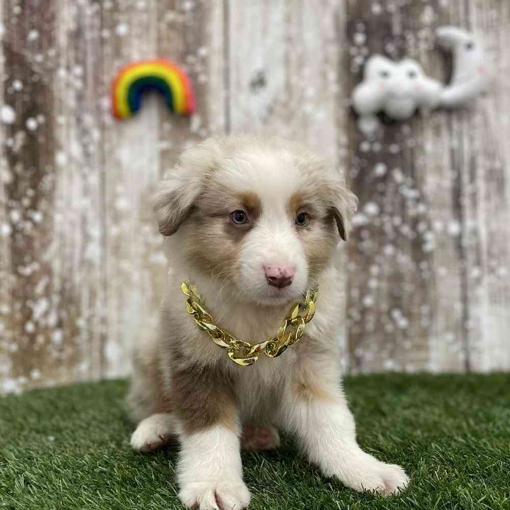 Male Australian Shepherd Puppy for Sale in Braintree, MA