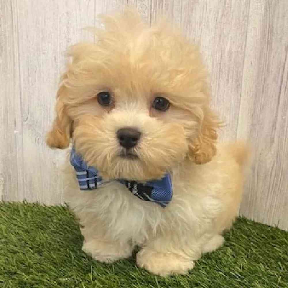 Male Shih-Poo Puppy for sale