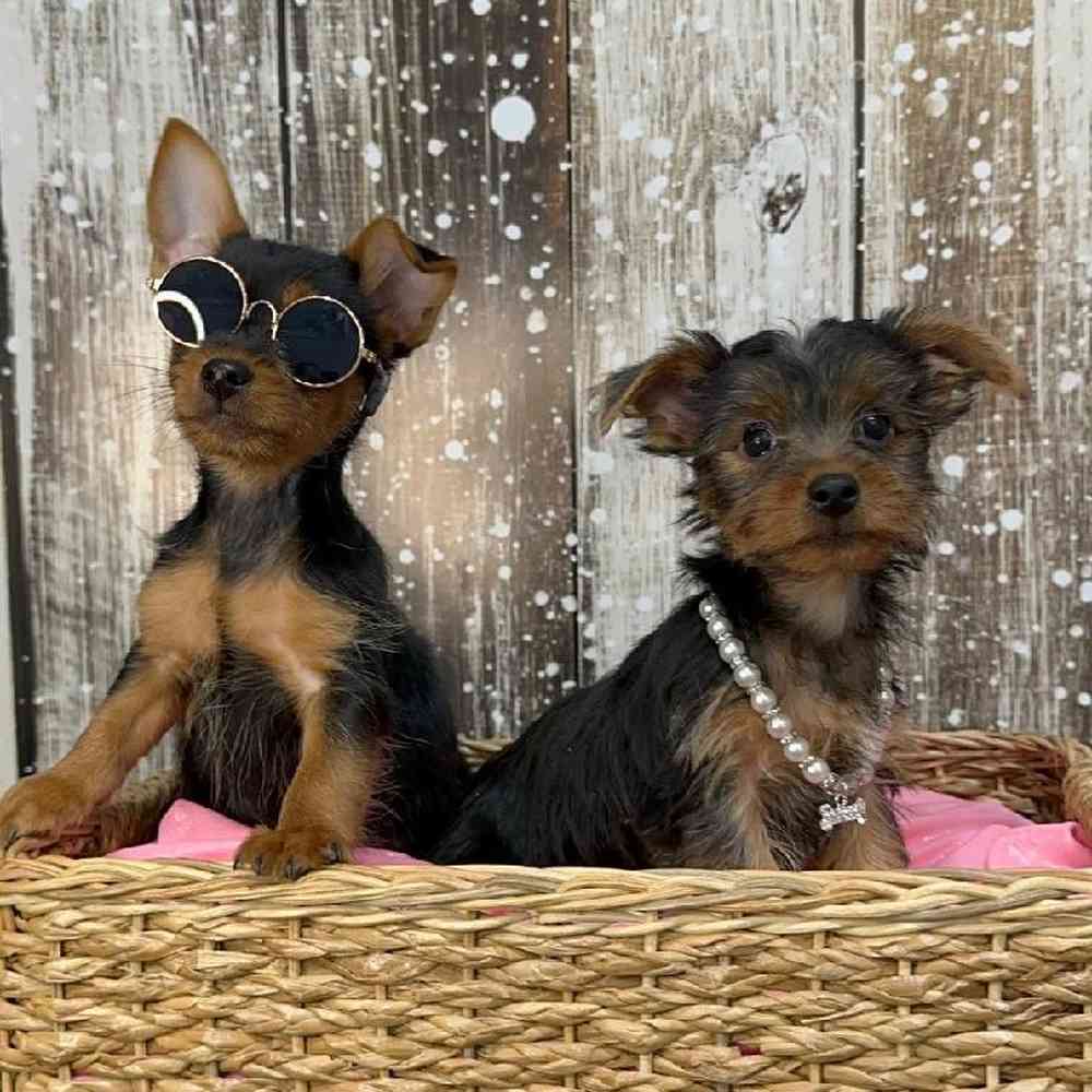 Male Yorkshire Terrier Puppy for Sale in Saugus, MA