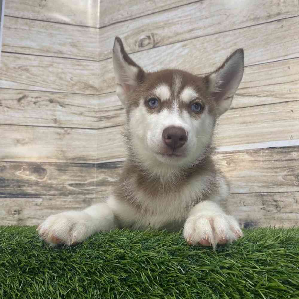 Female Huskimo Puppy for Sale in Saugus, MA
