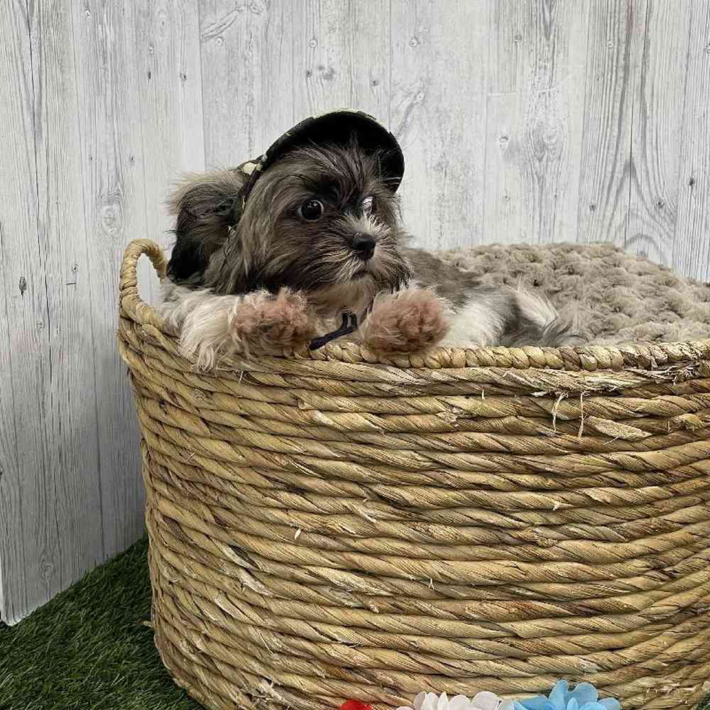 Male Shih Tzu Puppy for sale