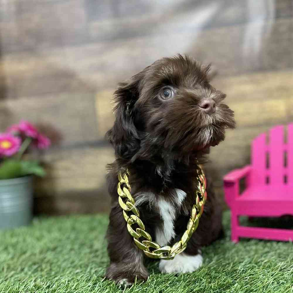 Male Havanese Puppy for Sale in Braintree, MA